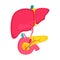 Educational medical poster with pancreas organ and liver