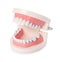 Educational model of oral cavity with teeth