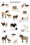 Educational poster with farm animal