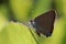 Edwards\' Hairstreak