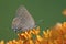 Edwards` Hairstreak nectaring on butterfly weed