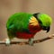 Edwards\'s Fig Parrot