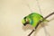 Edwards\'s fig parrot