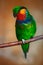 Edwards\'s fig parrot, Psittaculirostris edwardsii, a parrot with red face sittin