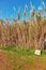 eed field, muddy soil and a wooden crate