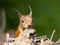 Eekhoorn; Red squirrel; Sciurus vulgaris