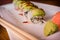 Eel Avacado Dragon Roll