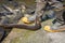 Eel coming out of water to great feeder wearing gumboots