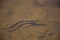 Eel in Shallow Clear Water Swimming Underwater