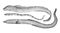Eels. Hand drawn black pencil realistic illustration.