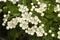 Eenstijlige Meidoorn, Common Hawthorn, Crataegus monogyna