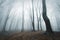 Eerie scene in a forest with fog