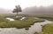 Eerie scene in the forest with stream, dense fog and isolated tree