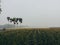 Eerie scenery of an agricultural field on a gloomy day