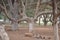 Eerie scenery of the majestic trees in a park