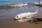 Eerie shoreline dead fish resting on the beach with lapping waves