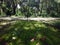 Eerie Sunlight Through Trees at Lumbini, Birthplace of Buddha