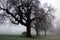 Eerie Trees of Winter in Diss Norfolk Park