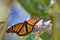 EExtreme cose-up of a male monarch feeding on a giant milkweed bloom.