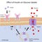 Effect of Insulin on glucose uptake