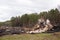 Effects of the forest fire in a country area, destroyed house with single oven saved