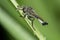 Efferia Aestuans Robber Fly Covered in Water Droplets