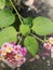 efficacious herbal plant flower lantana camara