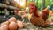 Efficient egg gathering system in spacious commercial hen house with free roaming hens