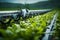 Efficient robotic farming revolutionizes agriculture, dominating watering with ample copyspace