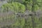 An Egans Creek Greenway alligator rests on the riverbank at high noon