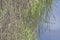 An Egans Creek Greenway alligator stays hidden in the riverbank reeds