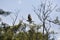 A Egans Creek Greenway Osprey flies back to her nest with a freshly caught fish