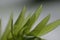 Egeria densa / Brazilian waterweed isolated on white