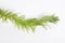 Egeria densa / Brazilian waterweed isolated on white
