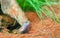 Egernia atriata lizard