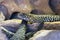 Egernia cunninghami or Cunningham`s Skink  in profile on sandstone rocks