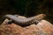 Egernia cunninghami, Cunningham`s spiny-tailed skink, large lizard sitting on the stone in the nature habitat. Big reptile from