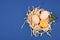 Egg on a blue background. minimalistic trend, top view. Egg tray. Easter concept