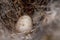 Egg from a bluetit in a natural nest