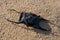 Egg case of a Spotted Ray lying on sandy beach, also commonly known as mermaid`s purse.