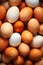 Egg-citing Energy: A Closeup Look at the Colorful World of Farmi