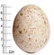 Egg of Egyptian Vulture with measurements, Neophron percnopterus, in front of white background