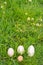 Egg family on the grass with camomile