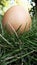 Egg on the grasss fresh farm