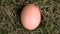 Egg on the grasss fresh farm