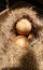 Egg in hay nest under sun light