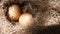 Egg in hay nest under sun light