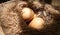 Egg in hay nest under sun light