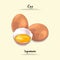 Egg Illustration Used Ingredients For Cooking Some Food, Sketch & Vector Style