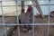 An egg laying brown hens sitting in a cage at a country farm